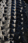 703039 Aligator, Detail A4 Photo Print