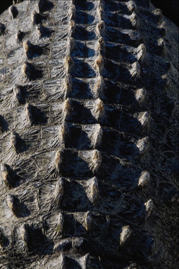 703039 Aligator, Detail A4 Photo Print