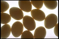 703068 Eggs A4 Photo Print