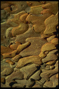 703079 Ponderosa Pine, Bryce Canyon National Park, U.S.A. A4 Photo Print