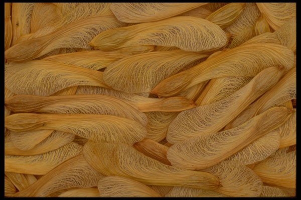 703084 Maple Seeds A4 Photo Print