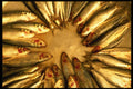 703085 Fish Arrangement, Thailand A4 Photo Print