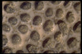 703090 Sea Shells, Trinidad A4 Photo Print