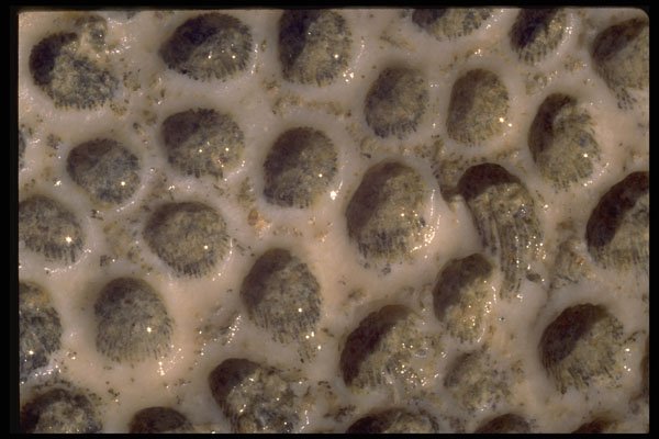 703090 Sea Shells, Trinidad A4 Photo Print