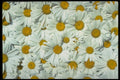 703093 Daisies A4 Photo Print