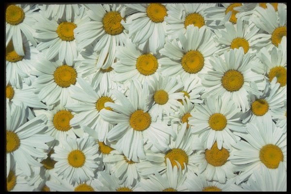 703093 Daisies A4 Photo Print