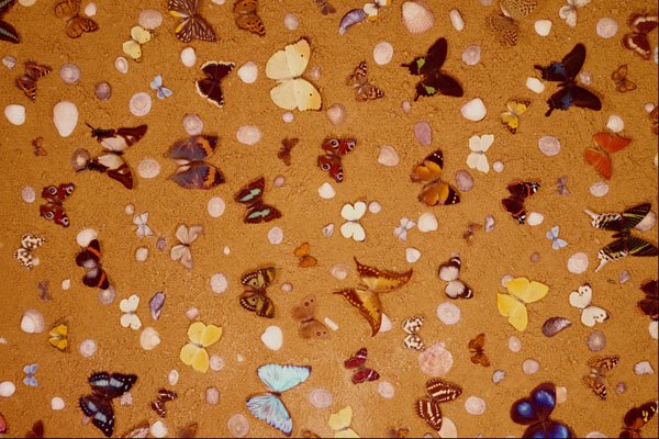 703096 Butterflies On Sand With Shells A4 Photo Print