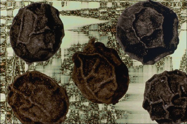 704004 Peppercorns (Piper Nigrum) A4 Photo Print