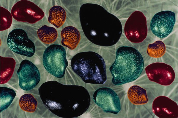 704005 Mixed Cactus Seeds A4 Photo Print