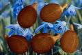 704009 Scilla Seeds (Scilla Sibirica) A4 Photo Print