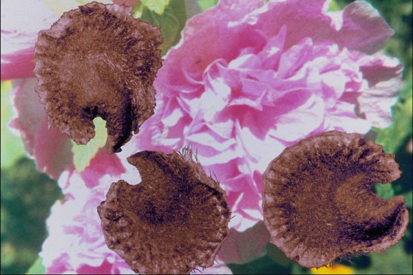 704013 Hollyhock Seeds (Althaea Rosea) A4 Photo Print
