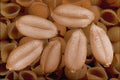 704014 Soft Wheat Grains (Triticum Eastivum) A4 Photo Print