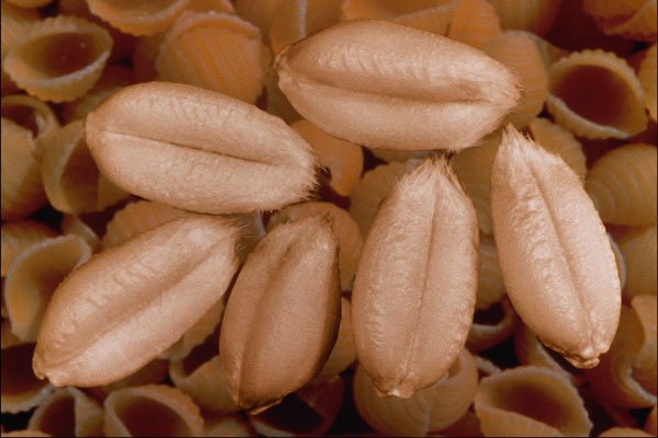 704014 Soft Wheat Grains (Triticum Eastivum) A4 Photo Print