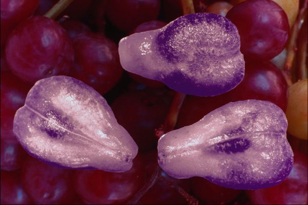704015 Table Grapes (Vitis Labrusca) A4 Photo Print