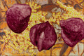 704016 Elderberry Seeds (Sambucus Nigra) A4 Photo Print