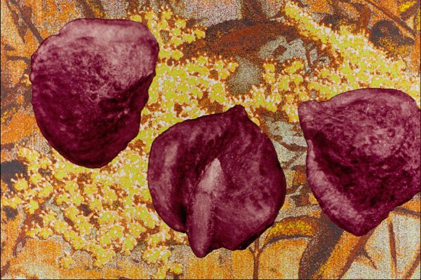 704016 Elderberry Seeds (Sambucus Nigra) A4 Photo Print