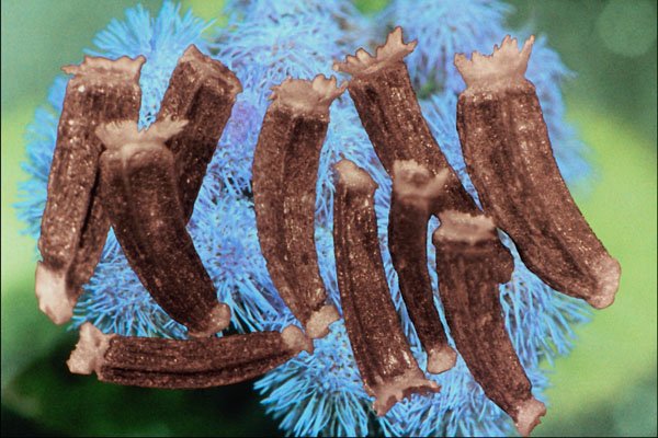 704019 Ageratum Seeds (Ageratum Sp.) A4 Photo Print