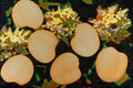 704021 White Clover Seeds (Trifolium Repens) A4 Photo Print