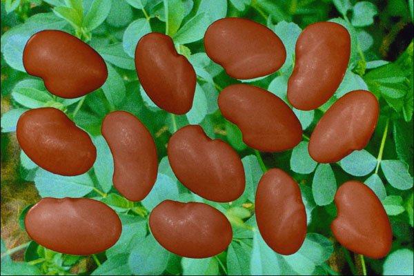 704022 Lucerne Seeds (Medicago Sativa) A4 Photo Print