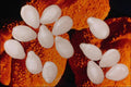 704023 Sesame Seeds (Sesamum Indicum) A4 Photo Print