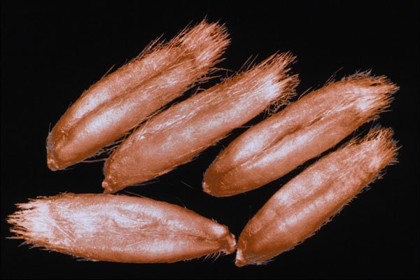 704024 Naked Oat Grains (Avena Sativa) A4 Photo Print