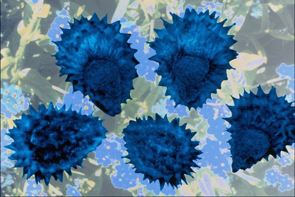 704025 Forget me not Seeds (Myosotis Palustris) A4 Photo Print