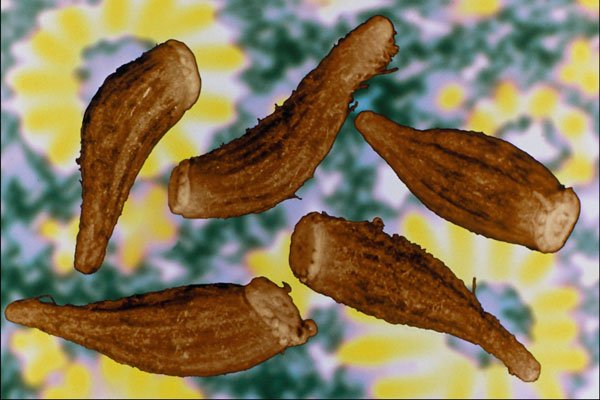 704026 Gazania Seeds (Gazania Rigens) A4 Photo Print