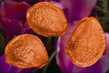 704027 Tulip Seeds (Tulipa Gesneriana) A4 Photo Print