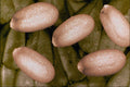 704028 Shepherd's purse seeds (Capsella bursa pastoris) A4 Photo Print