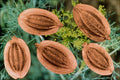 704029 Dill Seeds (Anethum Graveolens) A4 Photo Print