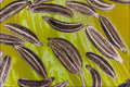 704030 Caraway Seeds (Carum Carvi) A4 Photo Print