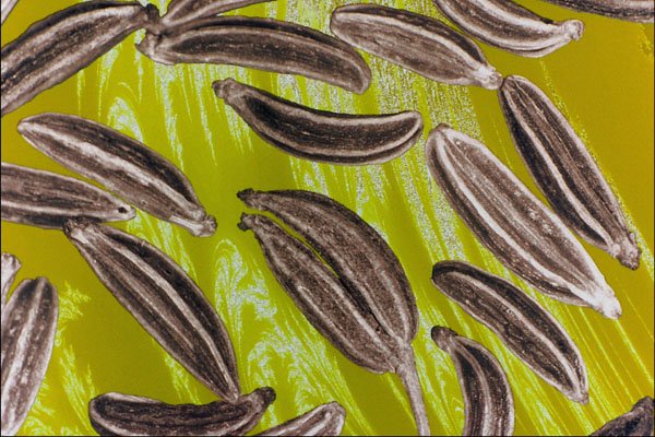 704030 Caraway Seeds (Carum Carvi) A4 Photo Print