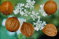 704032 Coriander seeds (Coriandrum sativum) A4 Photo Print