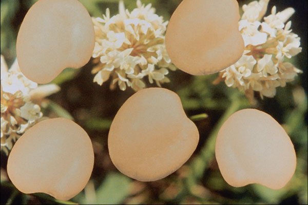 704033 White clover seeds (Trifolium repens) A4 Photo Print