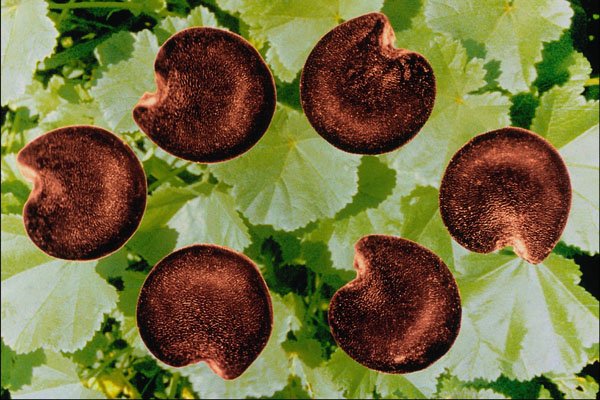 704034 Cheeses Seeds (Malva Neglecta) A4 Photo Print