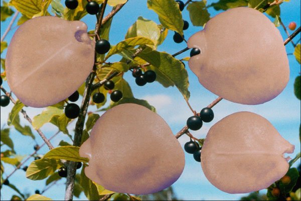 704035 Buckhorn seeds (Rhamnus cathartica) A4 Photo Print