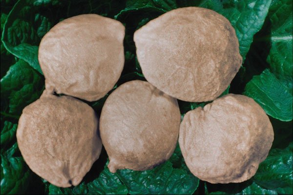 704037 Spinach seeds (Spinacia oleracea) A4 Photo Print
