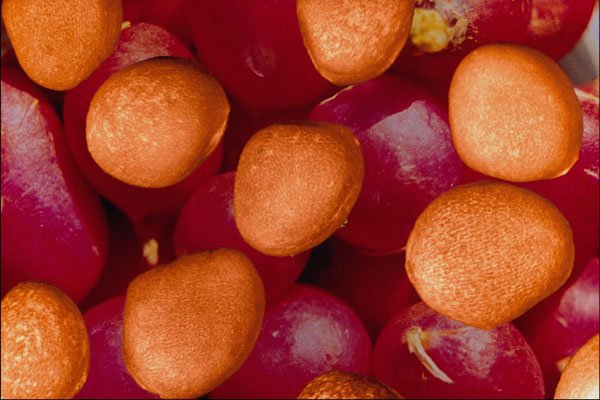 704040 Radish Seeds (Raphanus Sativus) A4 Photo Print