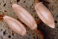 704042 Rye Grains (Secale Cereale) A4 Photo Print