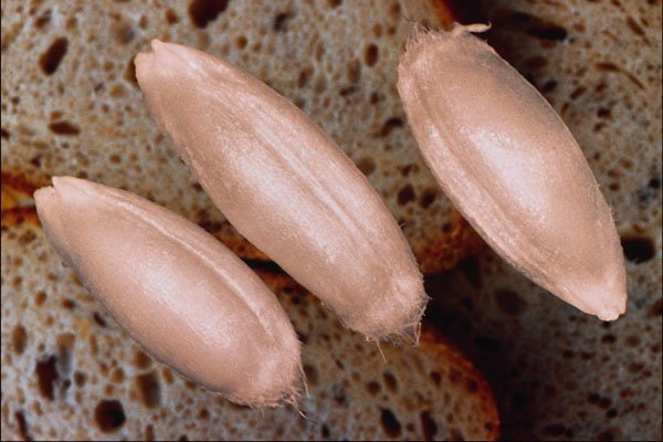704042 Rye Grains (Secale Cereale) A4 Photo Print