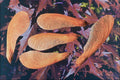 704043 Silver Maple Seeds (Acer Saccharinum) A4 Photo Print