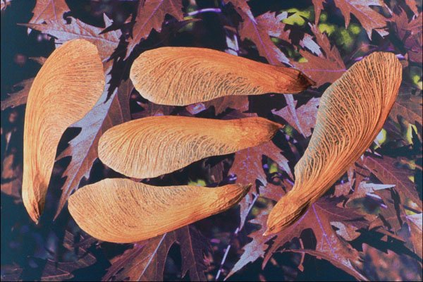 704043 Silver Maple Seeds (Acer Saccharinum) A4 Photo Print