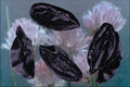 704044 Chive Seeds (Allium Schoenoprasum) A4 Photo Print