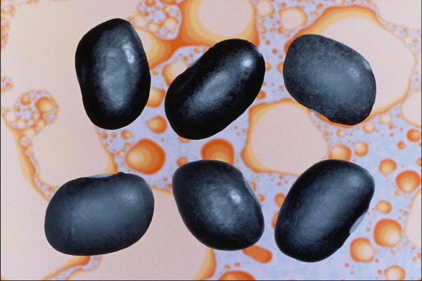 704045 Black Beans (Phaseolus Vulgaris) A4 Photo Print