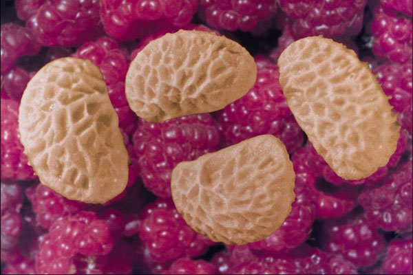 704046 Raspberry Seeds (Rubus Idaeus) A4 Photo Print