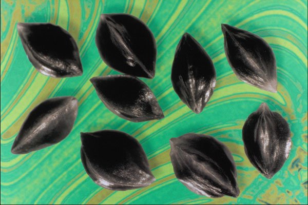704048 French Sorrel Seeds (Rumex Scutatus) A4 Photo Print