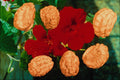 704051 Nasturtium Seeds (Tropaeolum Majus) A4 Photo Print
