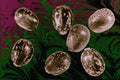 704052 Castor Beans (Ricinus Communis) A4 Photo Print