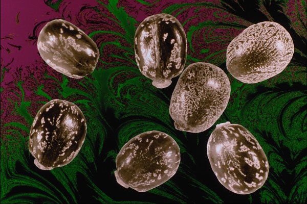 704052 Castor Beans (Ricinus Communis) A4 Photo Print
