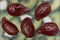 704053 Kiwi Fruit Seeds (Chinese Gooseberry) A4 Photo Print